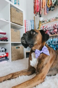 Dog Sailor Bow - Aurora 13 Dog Sailor Bow - Aurora -Furfinity Cheap Shop sailor bows dog 10 2