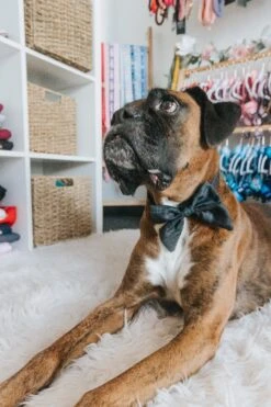 Dog Sailor Bow - Baby Got Black -Furfinity Cheap Shop sailor bows dog 11 2