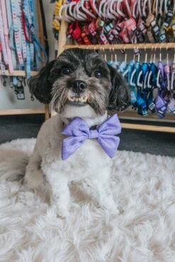 Dog Sailor Bow - Aurora 14 Dog Sailor Bow - Aurora -Furfinity Cheap Shop sailor bows dog 4