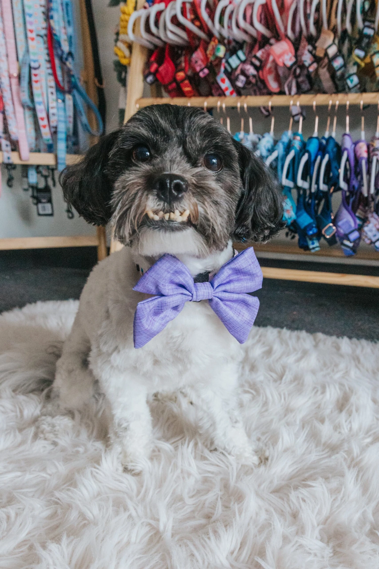 Dog Sailor Bow - Aurora 8 Dog Sailor Bow - Aurora - Image 6