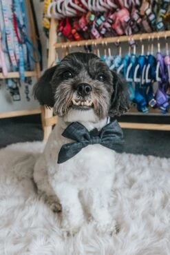 Dog Sailor Bow - Baby Got Black -Furfinity Cheap Shop sailor bows dog 5