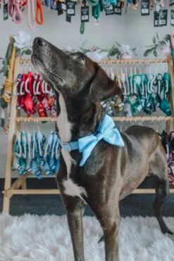 Dog Sailor Bow - Blumond 14 Dog Sailor Bow - Blumond -Furfinity Cheap Shop sailor bows dog 7