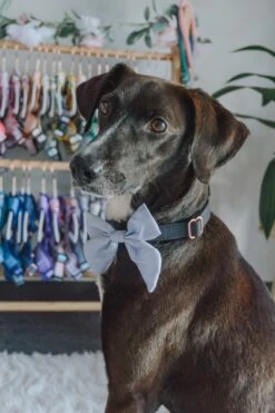 Dog Sailor Bow - 50 Shades Of Sass -Furfinity Cheap Shop sailor bows dog 8 2