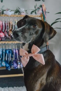 Dog Sailor Bow - Pinot -Furfinity Cheap Shop sailor bows dog 9