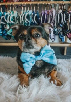 Dog Sailor Bow - Blumond 15 Dog Sailor Bow - Blumond -Furfinity Cheap Shop sailorbows dog