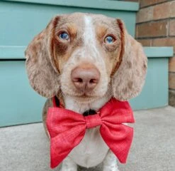 Dog Sailor Bow - Merlot -Furfinity Cheap Shop sailorbows dog red 3