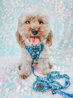 Dog Adjustable Harness - Santorini 30 Dog Adjustable Harness - Santorini -Furfinity Cheap Shop sanotrini dog harness 9 098eca29 363b 4a17 bef5 ba34b297130b