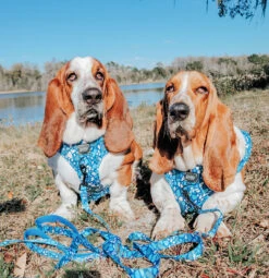 Dog Leash - Santorini 21 Dog Leash - Santorini -Furfinity Cheap Shop sanotrini dog harness cf500cb6 9f32 4fd3 87d0 a34e7afa0ea5