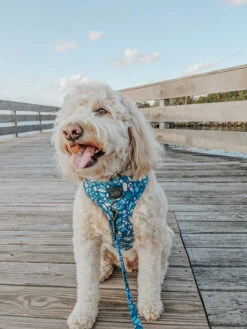 Dog Adjustable Harness - Santorini 31 Dog Adjustable Harness - Santorini -Furfinity Cheap Shop santorini dog harness 10