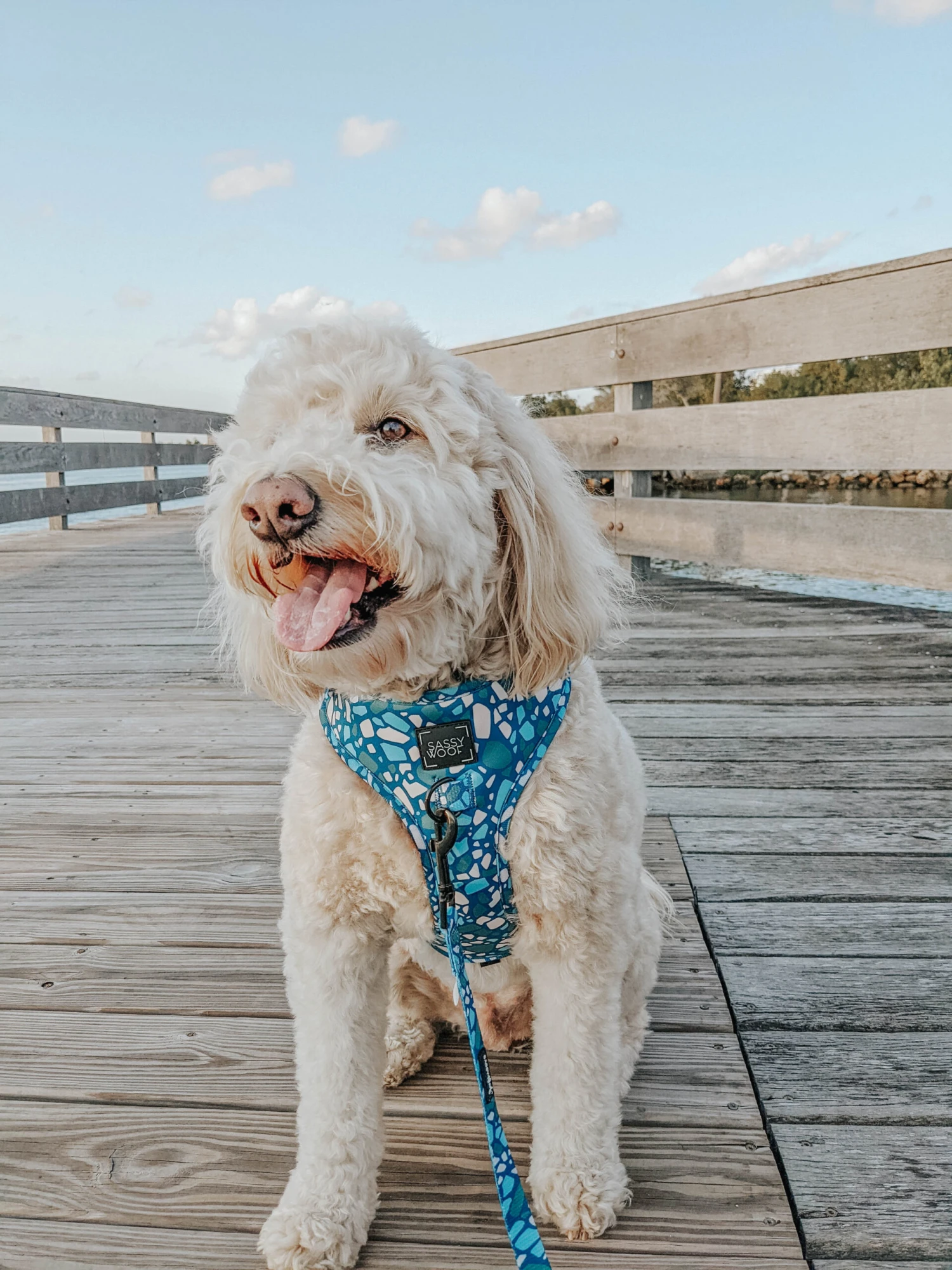 Dog Adjustable Harness - Santorini 16 Dog Adjustable Harness - Santorini - Image 14