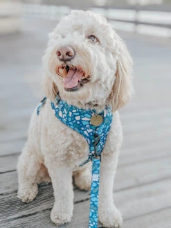 Dog Leash - Santorini 23 Dog Leash - Santorini -Furfinity Cheap Shop santorini dog harness 9