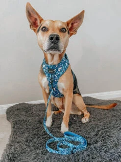 Dog Adjustable Harness - Santorini 24 Dog Adjustable Harness - Santorini -Furfinity Cheap Shop santorini dog 51baed32 f99c 4207 b59e c42091116cd6