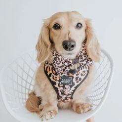 Dog Bowtie - Sass Gone Wild 13 Dog Bowtie - Sass Gone Wild -Furfinity Cheap Shop sass gone wild dog collection c4206373 3d8a 4025 bd28 29338d1a56e5