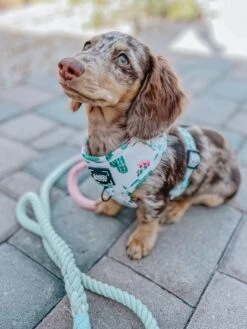 Dog Rope Leash - La Jolie Fleur -Furfinity Cheap Shop sass on point dog harness 10 1