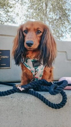 Dog Rope Leash - Noir 15 Dog Rope Leash - Noir -Furfinity Cheap Shop sass on point dog harness 48