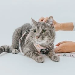 Cat Step-In Harness - Smitten Kittens -Furfinity Cheap Shop sassy meow cat photos 17