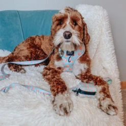 Dog Leash - Peach Please -Furfinity Cheap Shop scoopsthehorderbs f1c5ddf8 9814 4306 8393 e0a8bed69a87