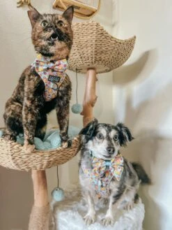 Dog Sailor Bow - Good Duck, Babe! -Furfinity Cheap Shop screamy beany 1 28f6004d fd07 4d7f 9075 2eb38827c790