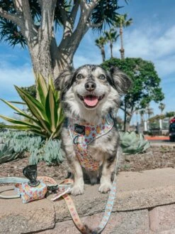 Dog Leash - Good Duck, Babe! -Furfinity Cheap Shop screamy beany 2 106af7ae 5511 4812 bde3 60e54261b8fd