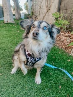 Dog Leash - Whole Milk 18 Dog Leash - Whole Milk -Furfinity Cheap Shop screamy beany 2 f1d3b69f e74a 45b2 a0c8 f5490728e492 3