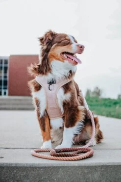 Dog Four Piece Bundle - Pinot -Furfinity Cheap Shop sicily 1