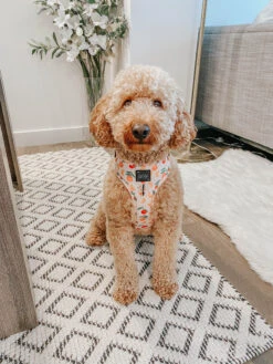 Dog Four Piece Bundle - Simply The Zest -Furfinity Cheap Shop simply the xest doodle dog 1