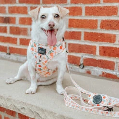 Dog Four Piece Bundle - Simply The Zest -Furfinity Cheap Shop simply the zest dog collection 2