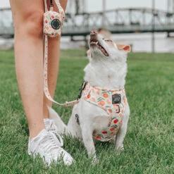 Dog Two Piece Bundle - Simply The Zest -Furfinity Cheap Shop simply the zest dog collection 3 5aaaf4cf 3cff 44fd bf55 c87af4829b9f