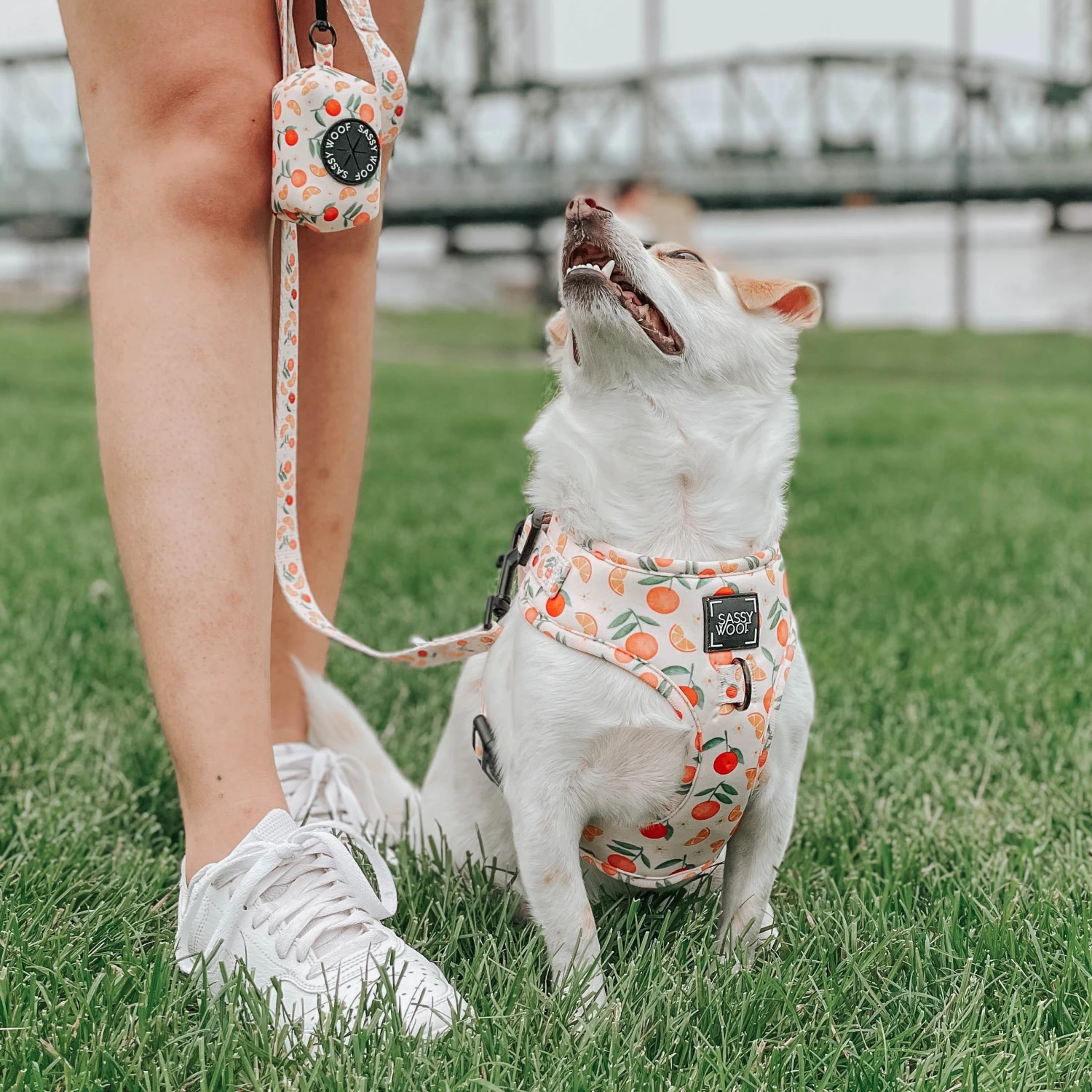 Dog Leash - Simply The Zest 9 Dog Leash - Simply The Zest - Image 7