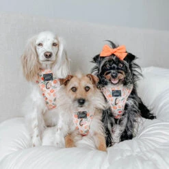 Dog Four Piece Bundle - Simply The Zest -Furfinity Cheap Shop simply the zest dog collection 6