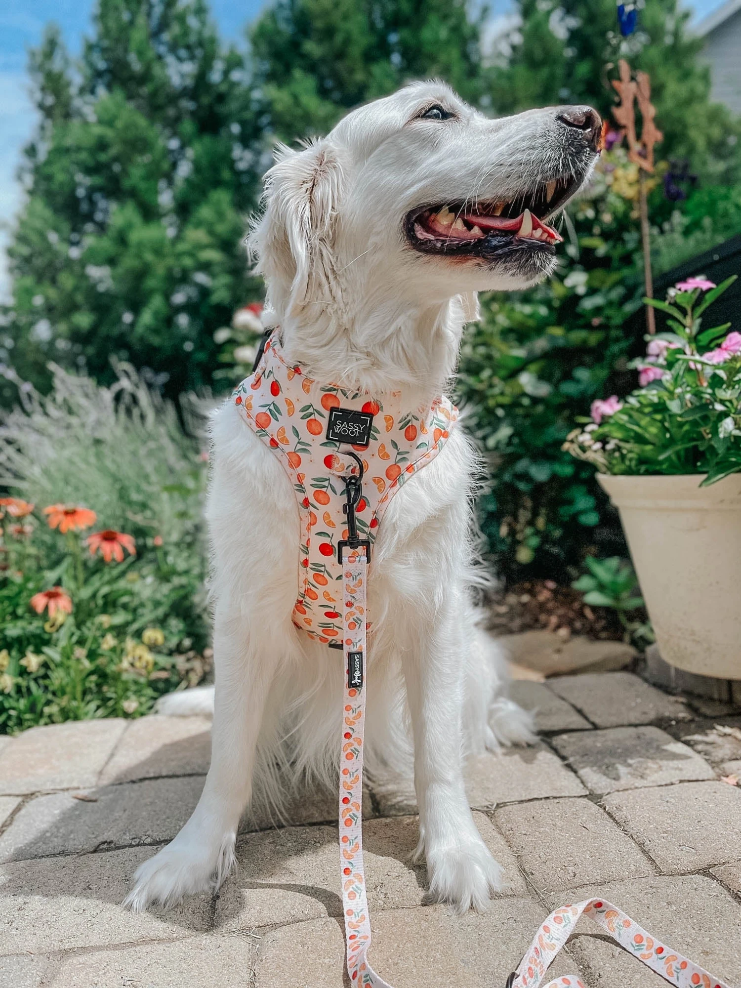 Dog Leash - Simply The Zest 10 Dog Leash - Simply The Zest - Image 8