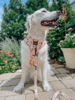 Dog Two Piece Bundle - Simply The Zest -Furfinity Cheap Shop simply the zest dog d76eb8eb 0442 40ac ad6d d939e99e5649