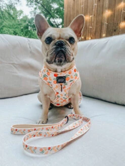 Dog Leash - Simply The Zest 19 Dog Leash - Simply The Zest -Furfinity Cheap Shop simply the zest dogharness 3 98c95ed2 2355 499a bc97 9ce356deb337