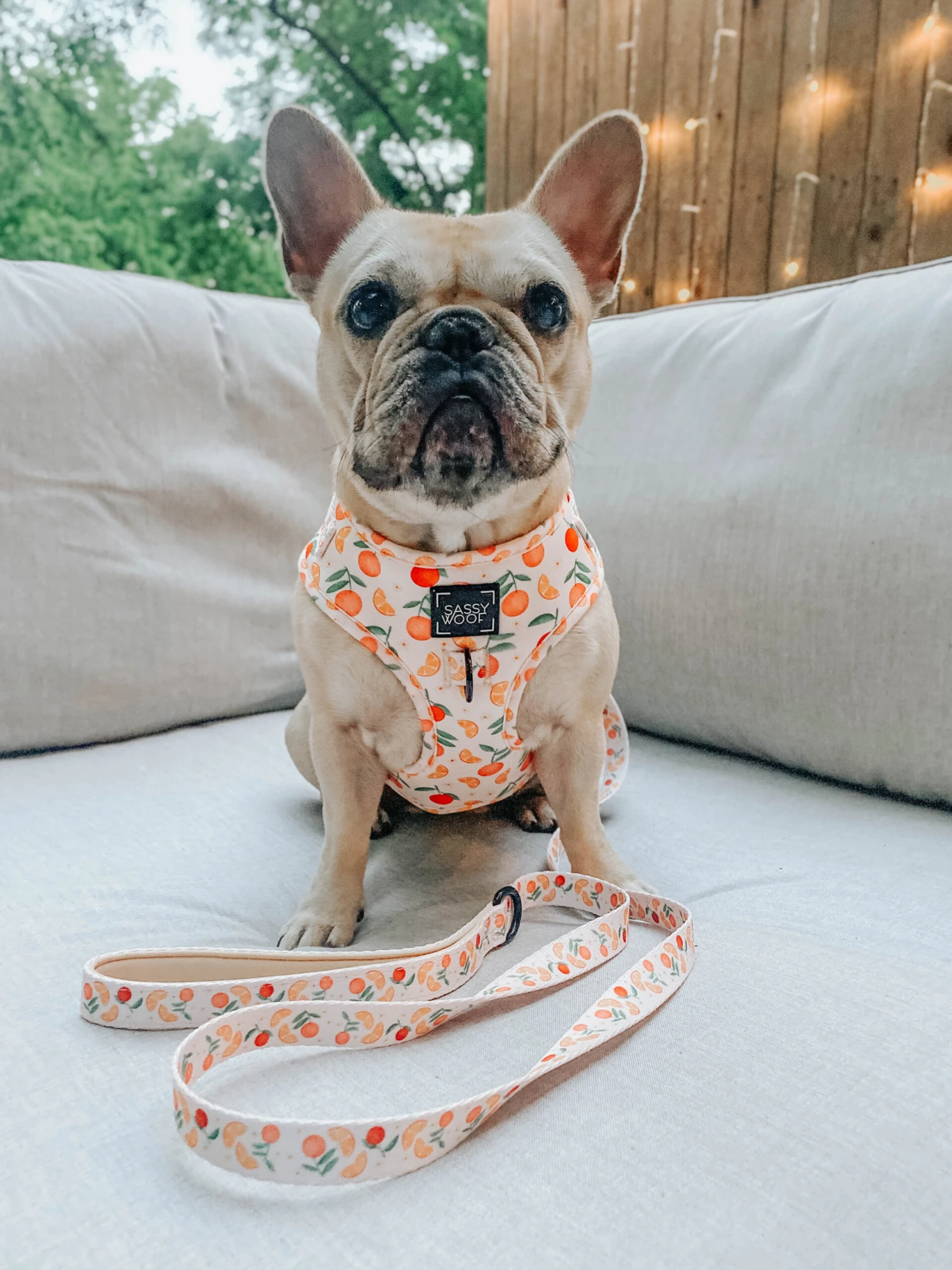 Dog Leash - Simply The Zest 11 Dog Leash - Simply The Zest - Image 9