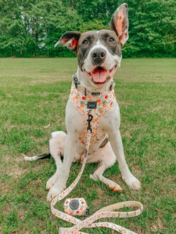 Dog Adjustable Harness - Simply The Zest -Furfinity Cheap Shop simply the zest 3 26cb7f73 de55 462b a72b d9fe39a6071c