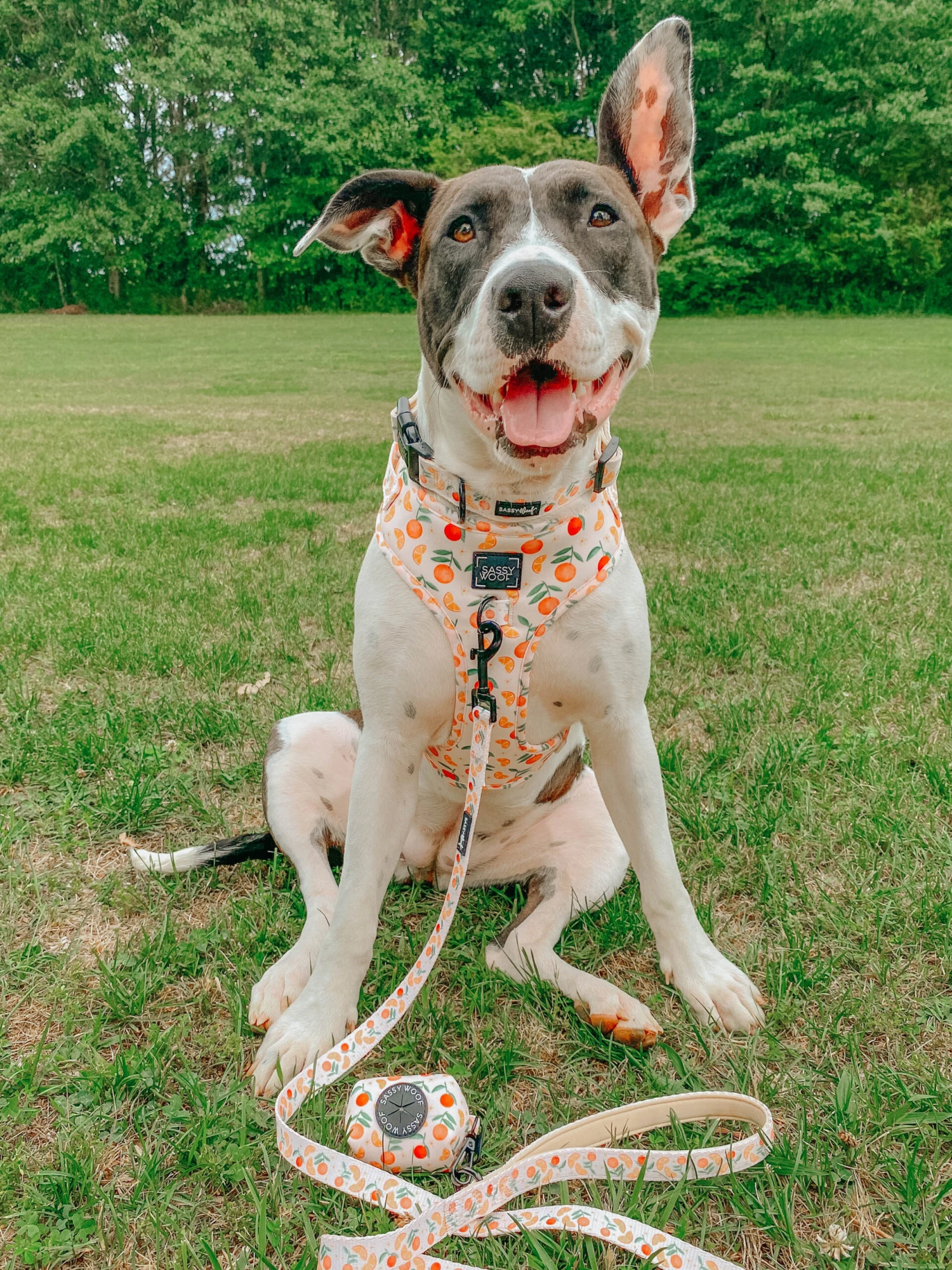 Dog Leash - Simply The Zest 7 Dog Leash - Simply The Zest - Image 5