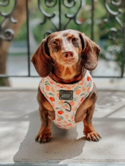 Dog Four Piece Bundle - Simply The Zest -Furfinity Cheap Shop simplythecxest harness