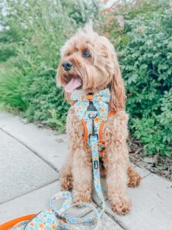 Dog Sailor Bow - Must Be The Honey -Furfinity Cheap Shop sit ollie sit 2