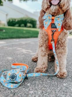 Dog Sailor Bow - Must Be The Honey -Furfinity Cheap Shop sit ollie sit 3 e22d0bca 11e4 45a6 a121 a2d77c046f0e