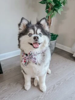 Dog Sailor Bow - Alice In Wonderland (Purple) -Furfinity Cheap Shop sky thepoms 2 7405e310 f4b9 40b5 a0ff a4afd4ebd95a