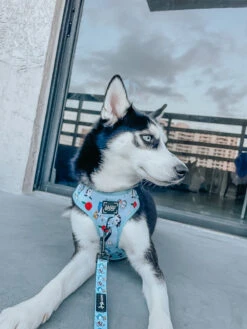 Dog Two Piece Bundle -Alice In Wonderland (Blue) -Furfinity Cheap Shop sky thepoms 4