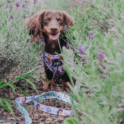 Dog Two Piece Bundle - Disney's Jasmine -Furfinity Cheap Shop sophieleo theweenies 2