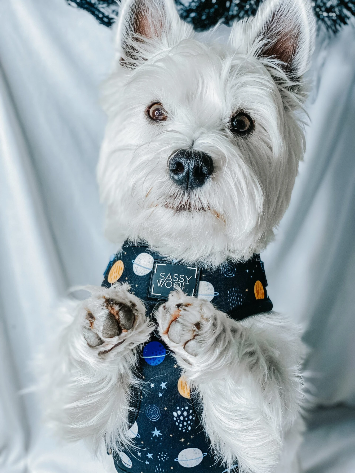 Dog Adjustable Harness - To The Stars And Beyond 16 Dog Adjustable Harness - To The Stars And Beyond - Image 14