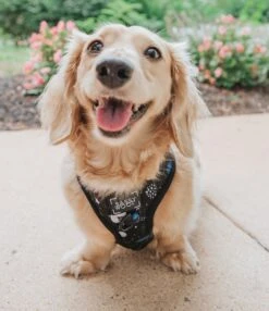 Dog Adjustable Harness - To The Stars And Beyond 27 Dog Adjustable Harness - To The Stars And Beyond -Furfinity Cheap Shop space dog bundle dachshund 2
