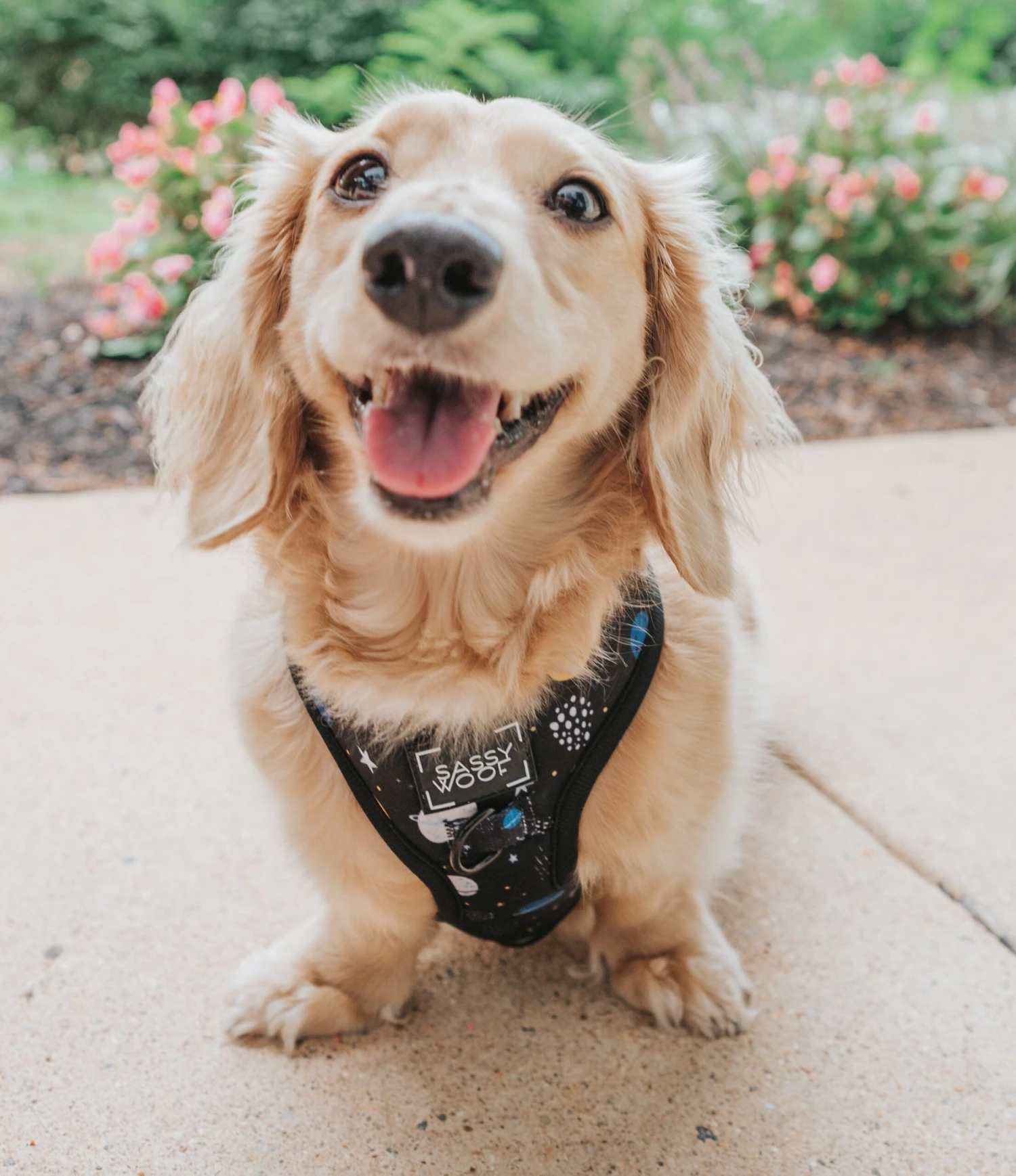 Dog Adjustable Harness - To The Stars And Beyond 17 Dog Adjustable Harness - To The Stars And Beyond - Image 15