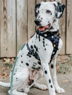 Dog Rope Leash - Amazon -Furfinity Cheap Shop space dog harness 1