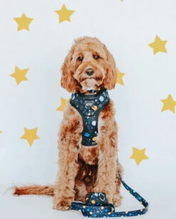 Dog Leash - To The Stars And Beyond -Furfinity Cheap Shop space dog harness 15 d1c1b86d 2af4 4c50 bcee 70b35f02ccd5