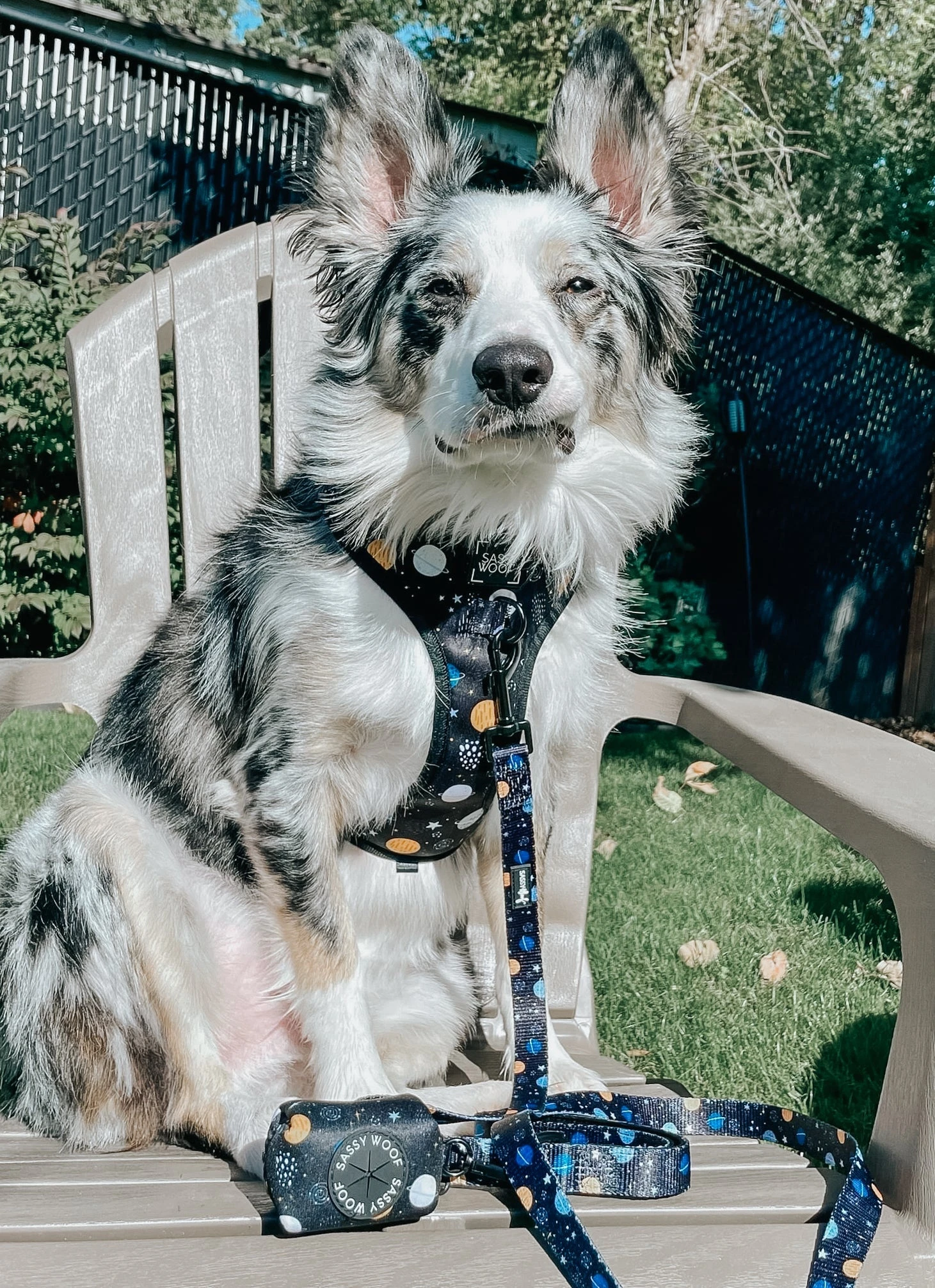 Dog Adjustable Harness - To The Stars And Beyond 13 Dog Adjustable Harness - To The Stars And Beyond - Image 11