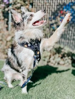 Dog Leash - To The Stars And Beyond -Furfinity Cheap Shop space dog harness 17