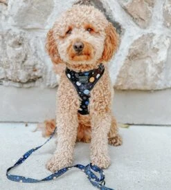 Dog Adjustable Harness - To The Stars And Beyond 38 Dog Adjustable Harness - To The Stars And Beyond -Furfinity Cheap Shop space dog harness 18 2